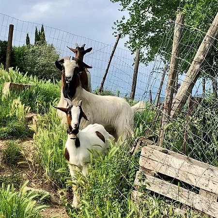 Oda ve Kahvaltı Terre Di Baccio