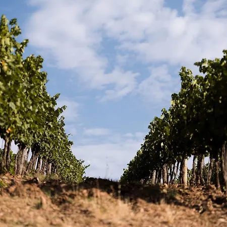 فندق مبيت وإفطار Terre Di Baccio 4*